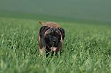 BULLMASTIFF 546